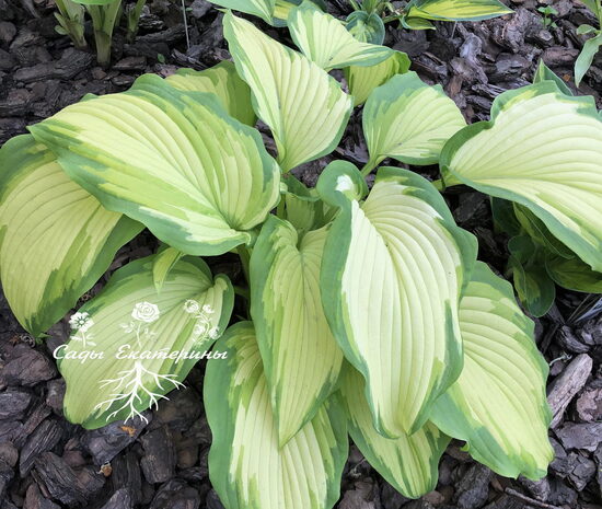  № 411 Big Performer